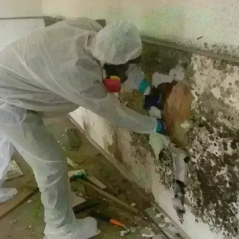 Mold Remediation and Removal in Durant, OK